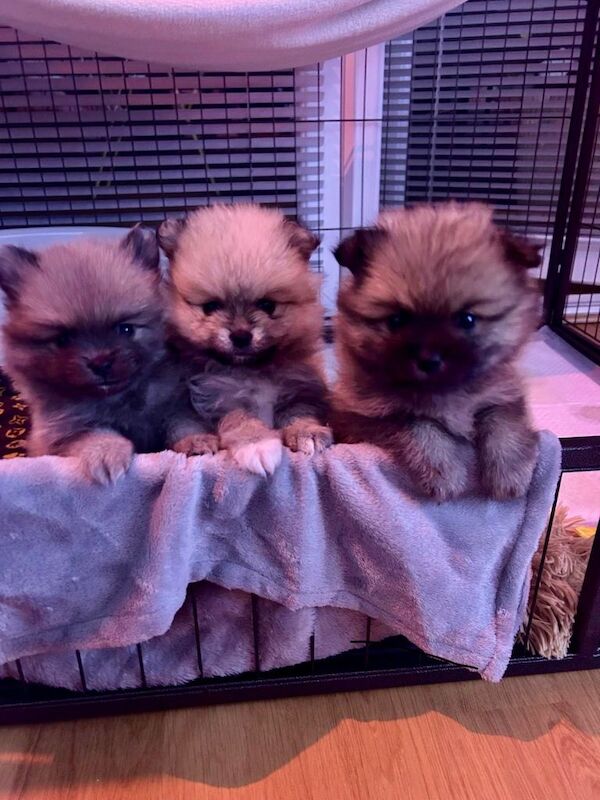 Pomeranian puppies for sale in Worksop, Nottinghamshire – 9 weeks old