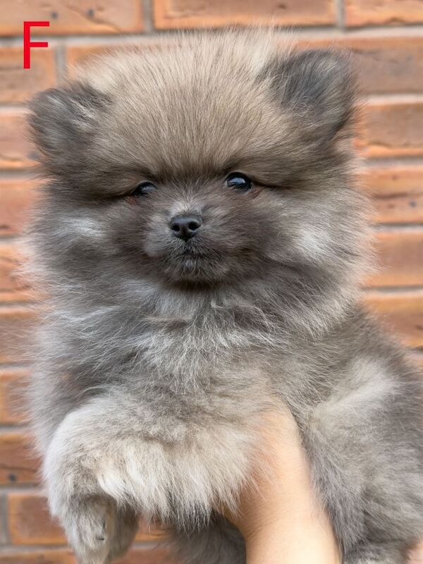 Pomeranian puppies for sale in Worksop, Nottinghamshire – 10 weeks old - Image 2 of 5