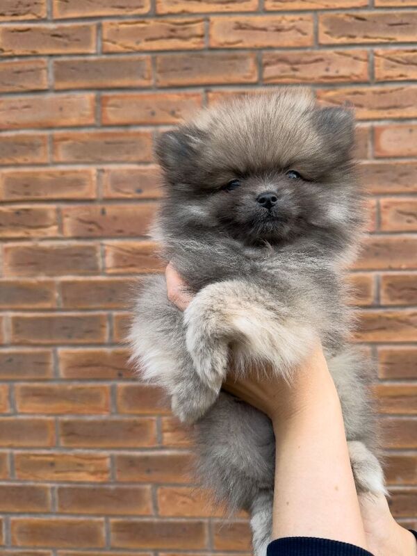 Pomeranian puppies for sale in Worksop, Nottinghamshire – 10 weeks old - Image 3 of 5