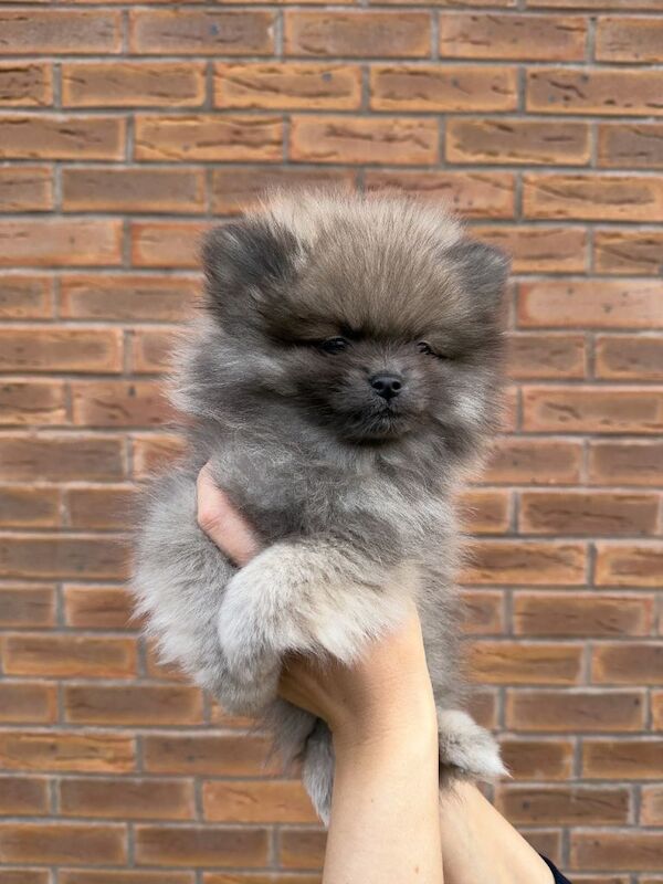 Pomeranian puppies for sale in Worksop, Nottinghamshire – 10 weeks old - Image 4 of 5