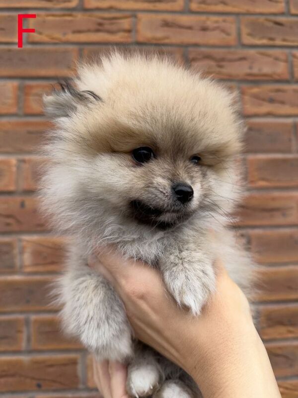 Pomeranian puppies for sale in Worksop, Nottinghamshire – 10 weeks old - Image 5 of 5