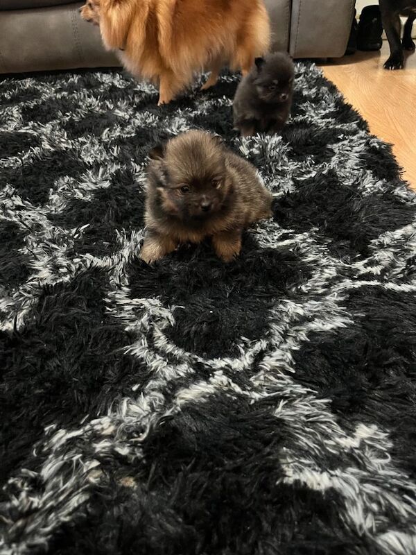 Pomeranian puppies for sale in Newthorpe, Nottinghamshire ā 3 weeks old