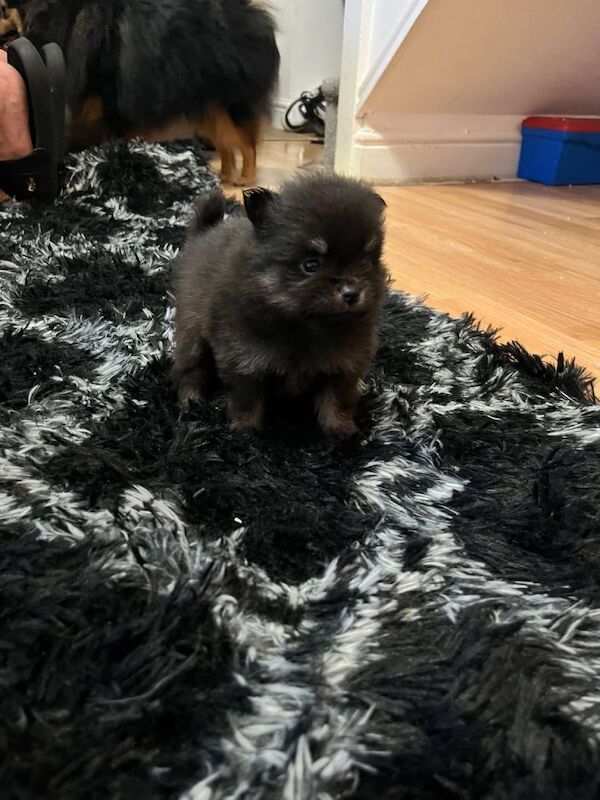 Pomeranian puppies for sale in Newthorpe, Nottinghamshire – 5 weeks old - Image 2 of 5