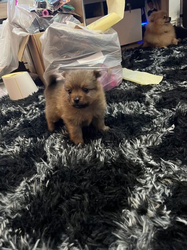 Pomeranian puppies for sale in Newthorpe, Nottinghamshire – 5 weeks old - Image 3 of 5