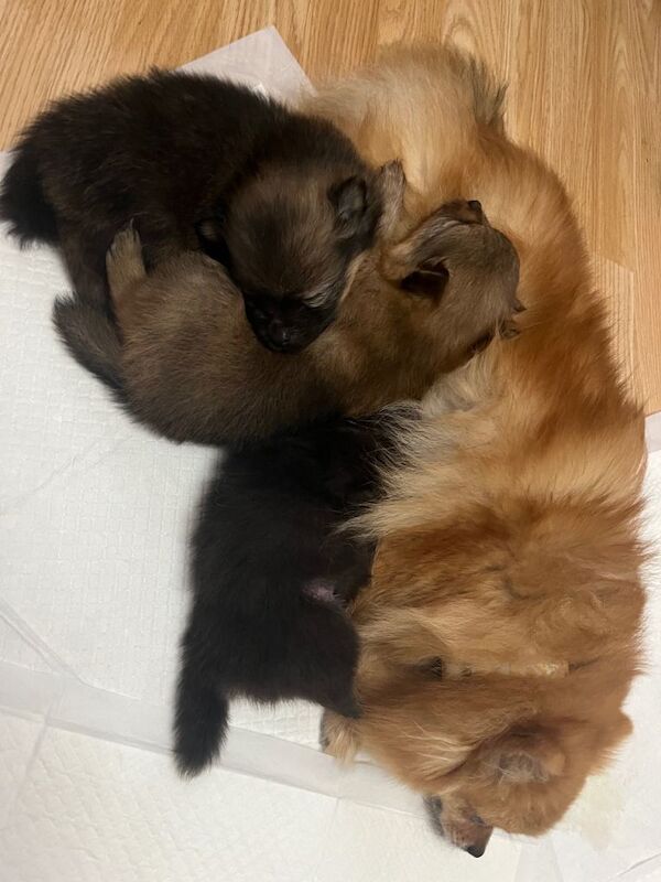 Pomeranian puppies for sale in Newthorpe, Nottinghamshire – 5 weeks old - Image 4 of 5