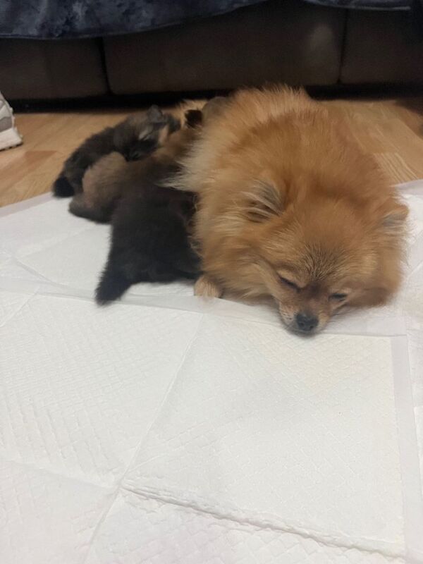 Pomeranian puppies for sale in Newthorpe, Nottinghamshire – 5 weeks old - Image 5 of 5