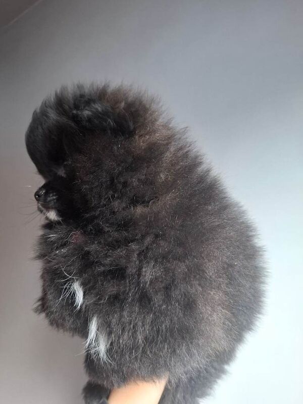 Pomeranian puppies for sale in Whitburn, West Lothian – 10 weeks old