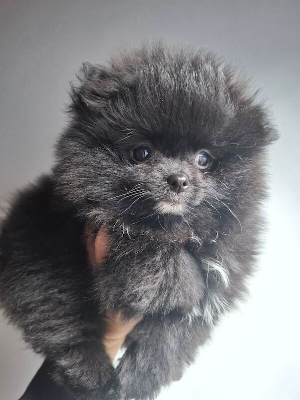 Pomeranian puppies for sale in Whitburn, West Lothian – 10 weeks old - Image 2 of 4