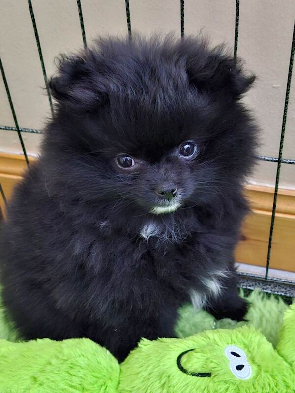 Pomeranian puppies for sale in Whitburn, West Lothian – 10 weeks old - Image 3 of 4