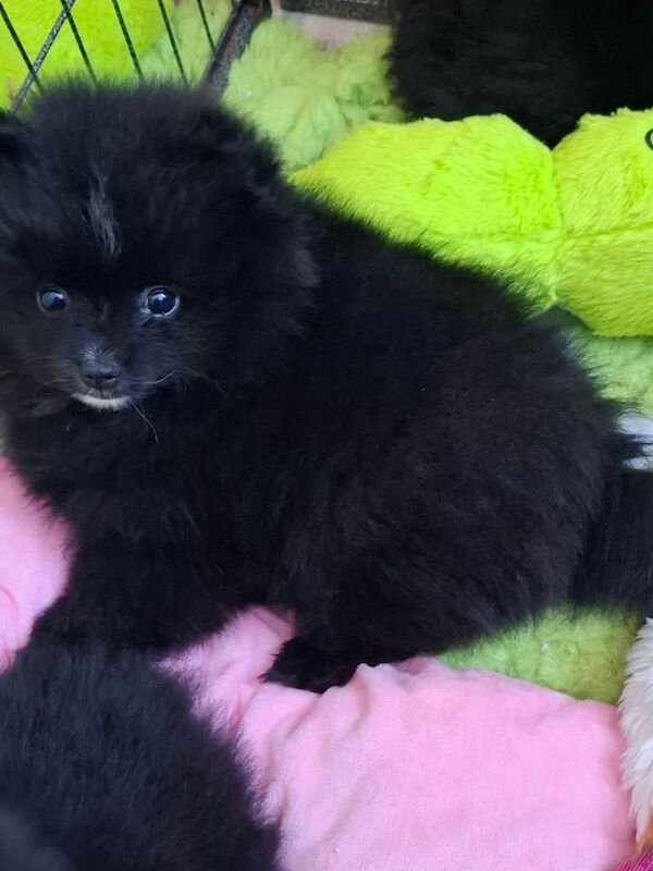 Pomeranian puppies for sale in Whitburn, West Lothian – 10 weeks old - Image 4 of 4