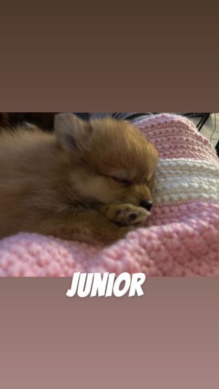 Pomeranian puppies for sale in Red Lodge, Suffolk – 11 weeks old