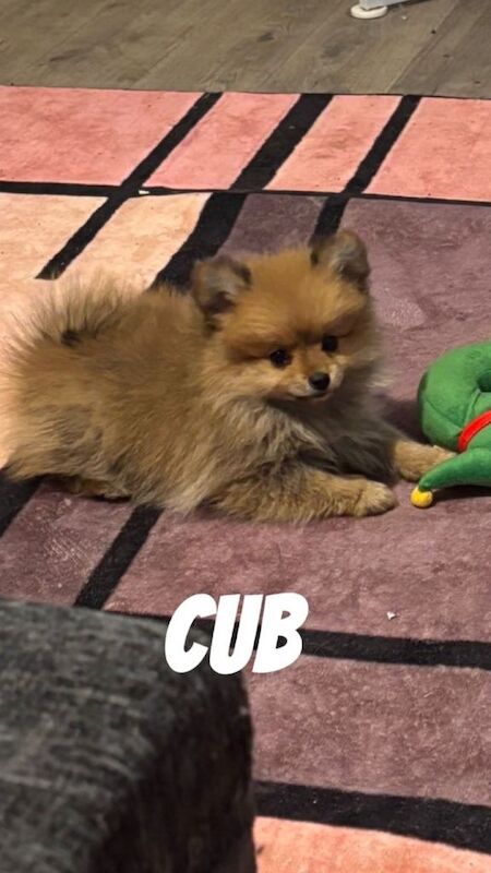 Pomeranian puppies for sale in Red Lodge, Suffolk – 12 weeks old - Image 2 of 2