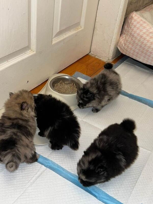 Pomeranian puppies for sale in West Derby, Merseyside – 5 weeks old