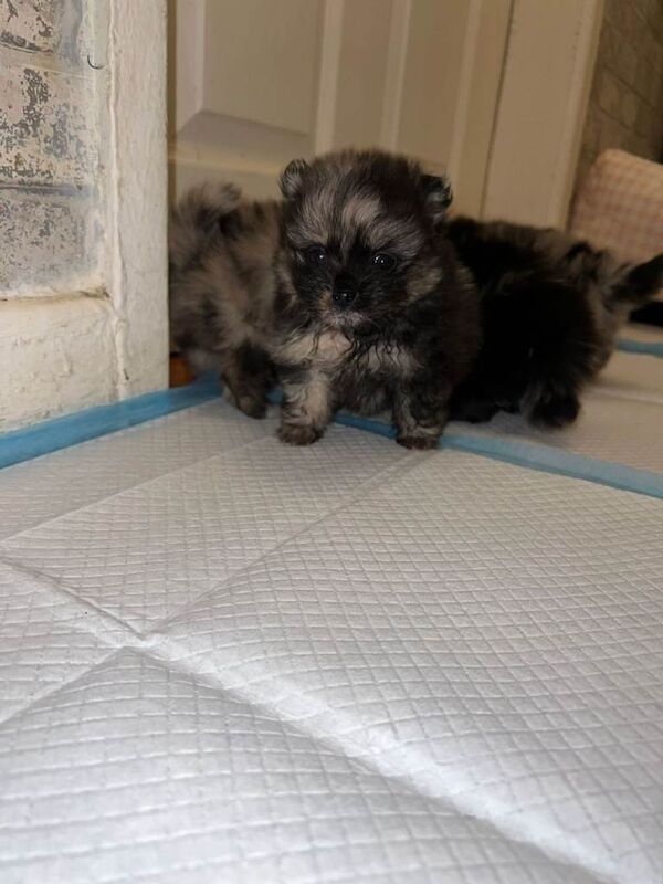 Pomeranian puppies for sale in West Derby, Merseyside – 6 weeks old - Image 2 of 4