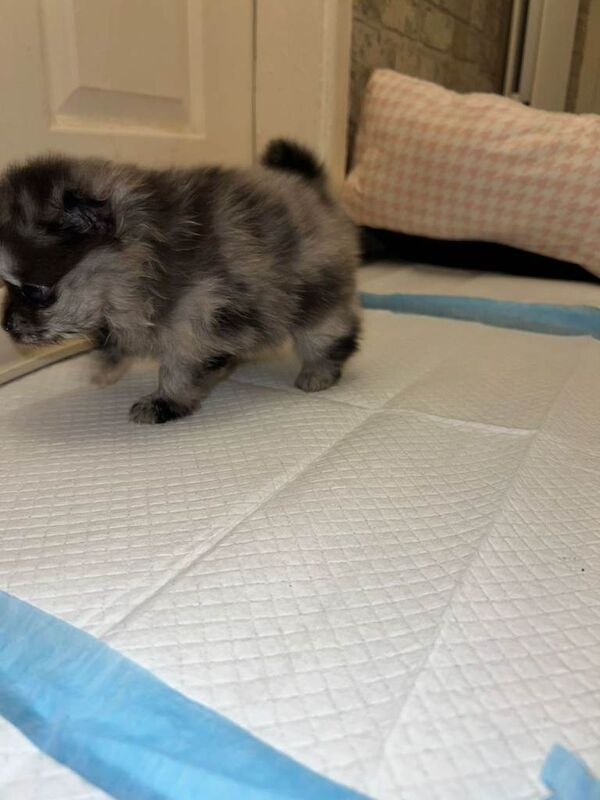 Pomeranian puppies for sale in West Derby, Merseyside – 6 weeks old - Image 3 of 4