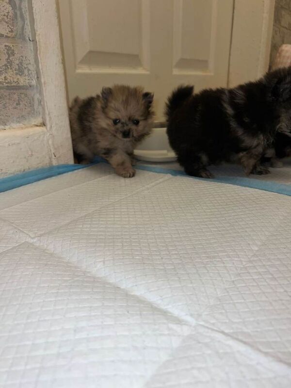 Pomeranian puppies for sale in West Derby, Merseyside – 6 weeks old - Image 4 of 4