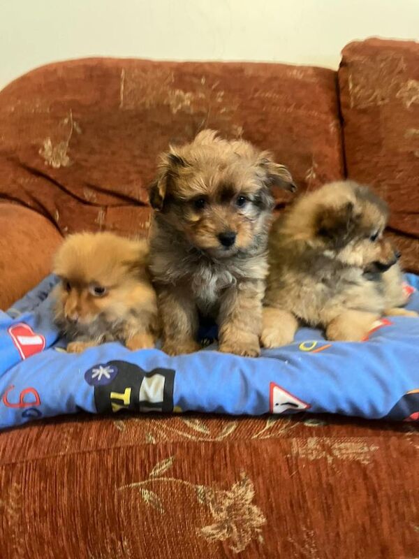 Pomeranian puppies for sale in Dunmurry, County Antrim – 8 weeks old