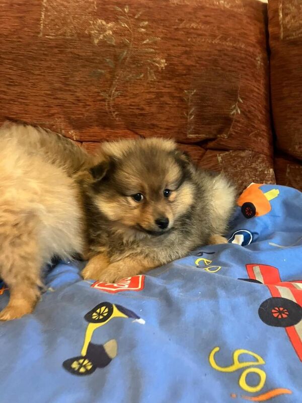 Pomeranian puppies for sale in Dunmurry, County Antrim – 8 weeks old - Image 2 of 4