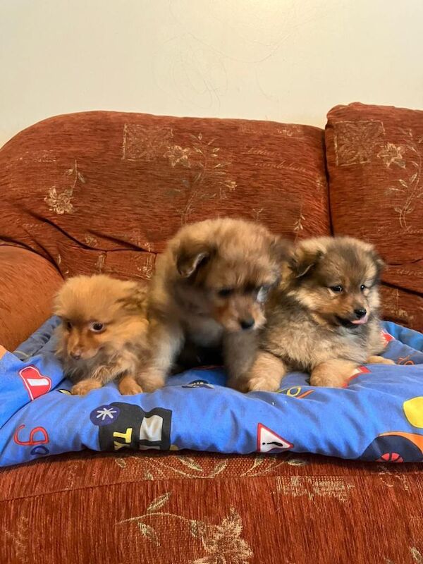 Pomeranian puppies for sale in Dunmurry, County Antrim – 8 weeks old - Image 3 of 4