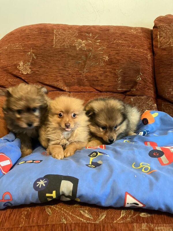 Pomeranian puppies for sale in Dunmurry, County Antrim – 8 weeks old - Image 4 of 4