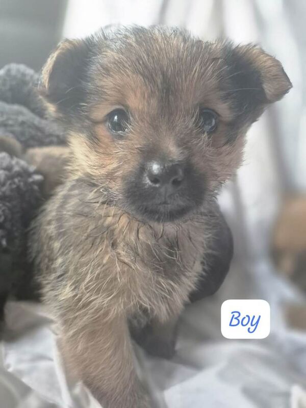 Pomeranian Puppies For Sale