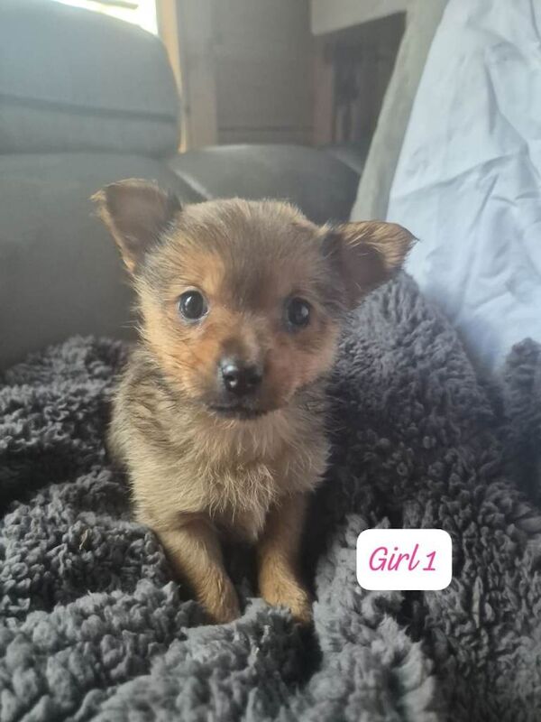 Pomeranian puppies for sale in Wigan, Manchester – 8 weeks old - Image 2 of 5