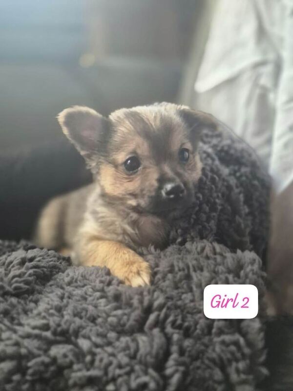 Pomeranian puppies for sale in Wigan, Manchester – 8 weeks old - Image 3 of 5