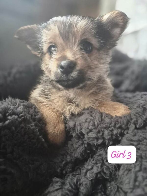 Pomeranian puppies for sale in Wigan, Manchester – 8 weeks old - Image 4 of 5