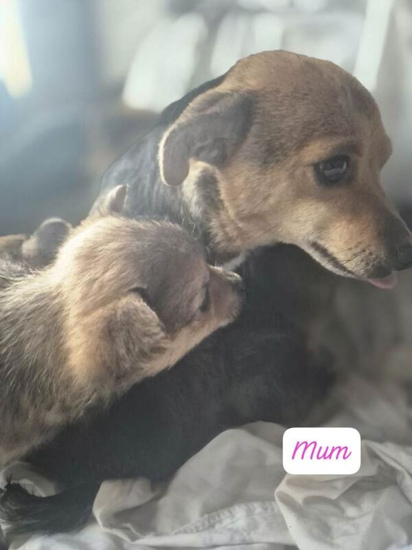 Pomeranian puppies for sale in Wigan, Manchester – 8 weeks old - Image 5 of 5