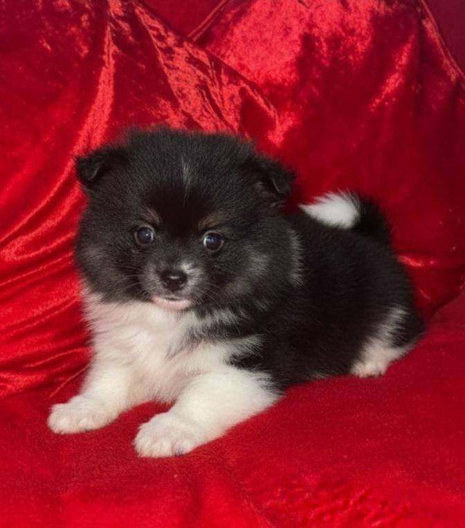 Pomeranian puppies for sale in Newham, Cornwall – 9 weeks old