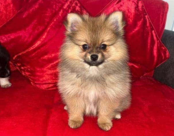 Pomeranian puppies for sale in Newham, Cornwall – 9 weeks old - Image 2 of 6