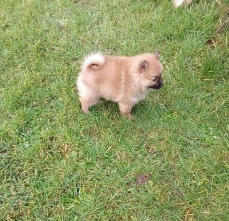 Pomeranian puppies for sale in Newham, Cornwall – 9 weeks old - Image 3 of 6