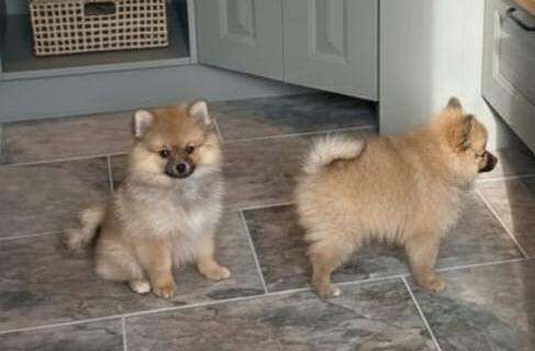 Pomeranian puppies for sale in Newham, Cornwall – 9 weeks old - Image 4 of 6