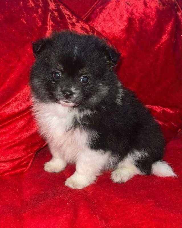 Pomeranian puppies for sale in Newham, Cornwall – 9 weeks old - Image 5 of 6
