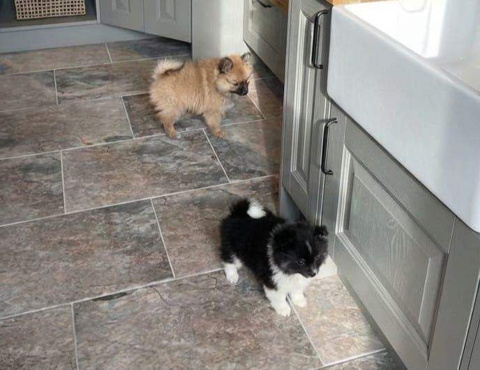 Pomeranian puppies for sale in Newham, Cornwall – 9 weeks old - Image 6 of 6