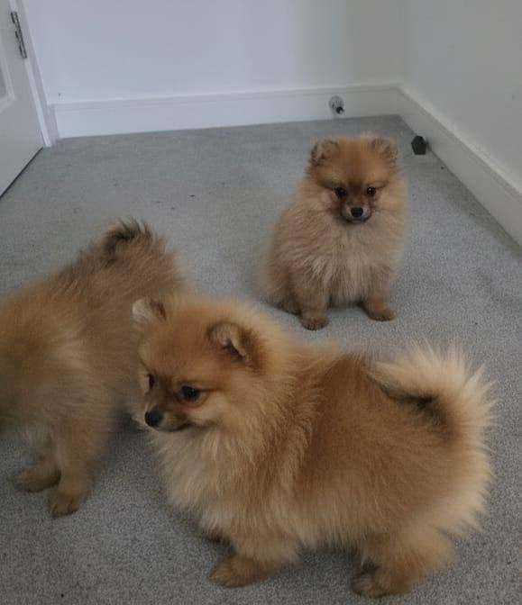 Pomeranian puppies for sale in Barking, London – 10 weeks old