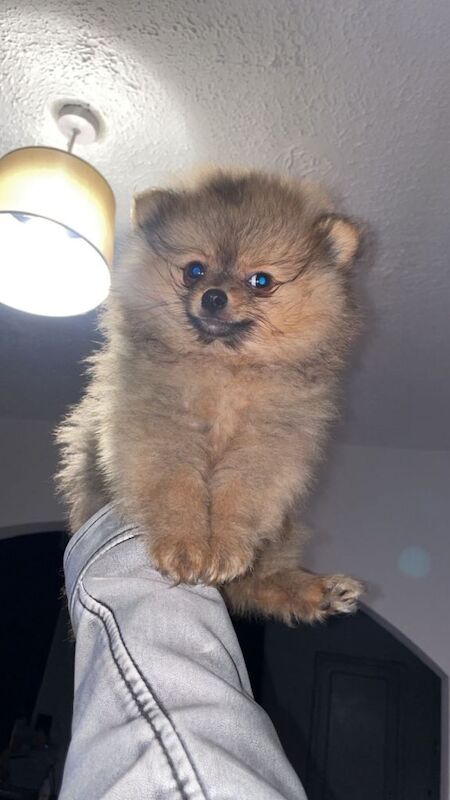 Pomeranian Puppies For Sale