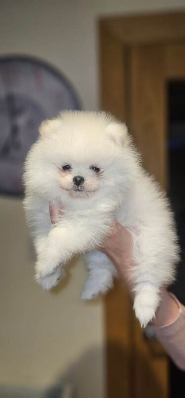 Pomeranian puppies