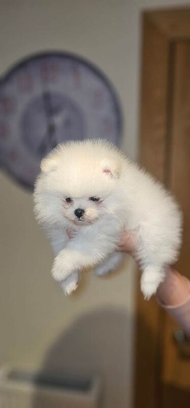 Pomeranian puppies - Image 2 of 6