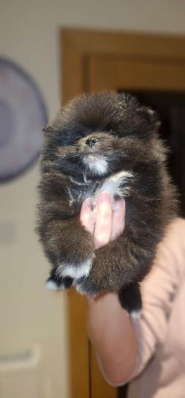 Pomeranian puppies - Image 3 of 6