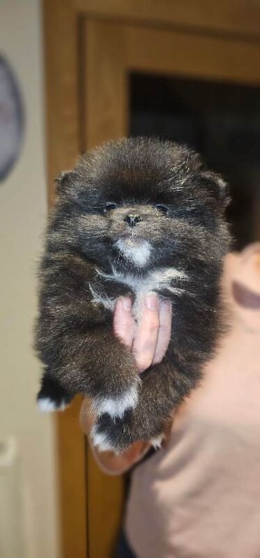 Pomeranian puppies - Image 4 of 6