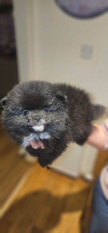 Pomeranian puppies - Image 5 of 6