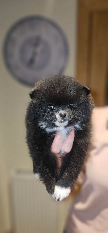 Pomeranian puppies - Image 6 of 6