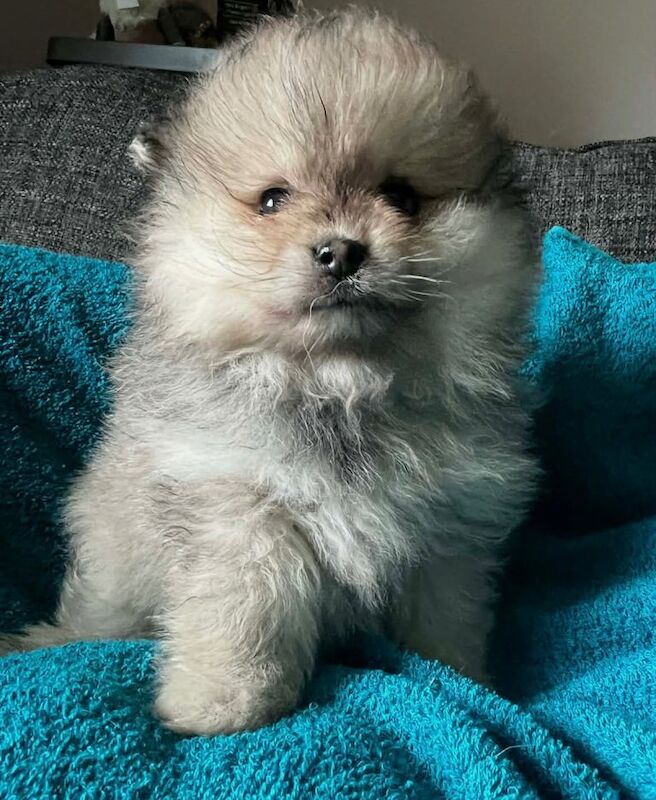 Pomeranian puppies