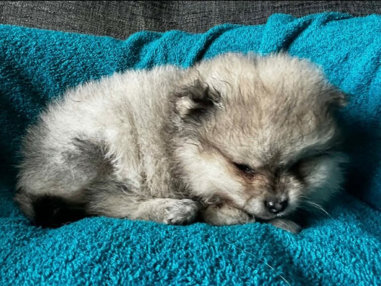 Pomeranian puppies - Image 2 of 5