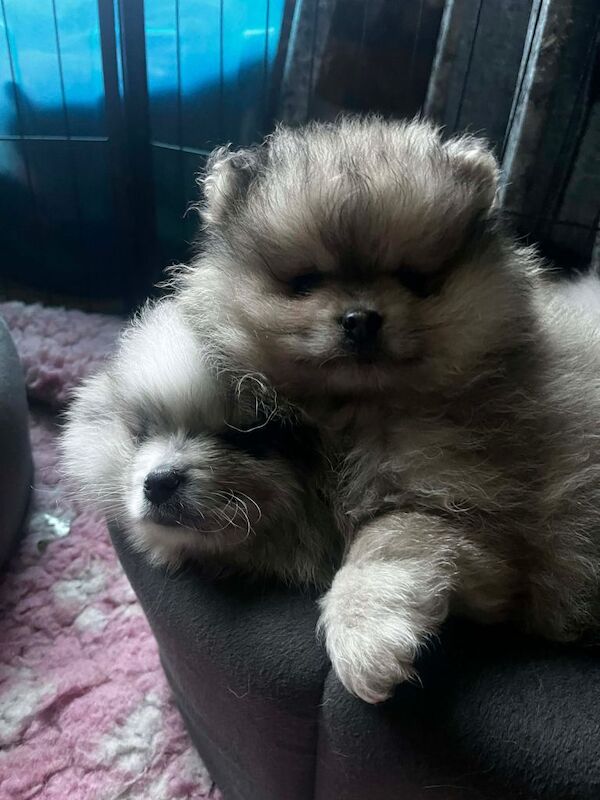 Pomeranian puppies - Image 3 of 5