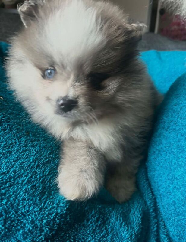 Pomeranian puppies - Image 4 of 5