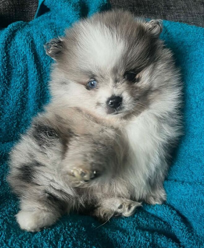 Pomeranian puppies - Image 5 of 5