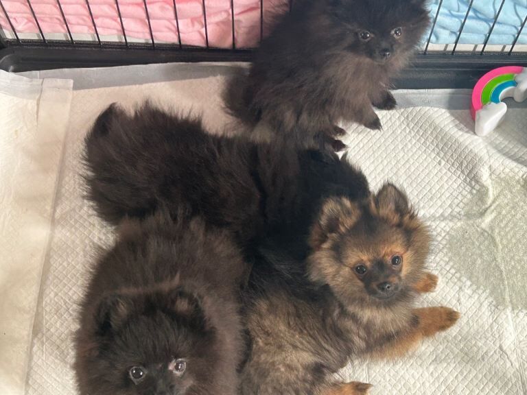 Pomeranian puppies