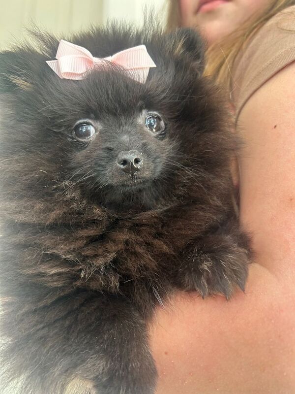 Pomeranian puppies - Image 2 of 3